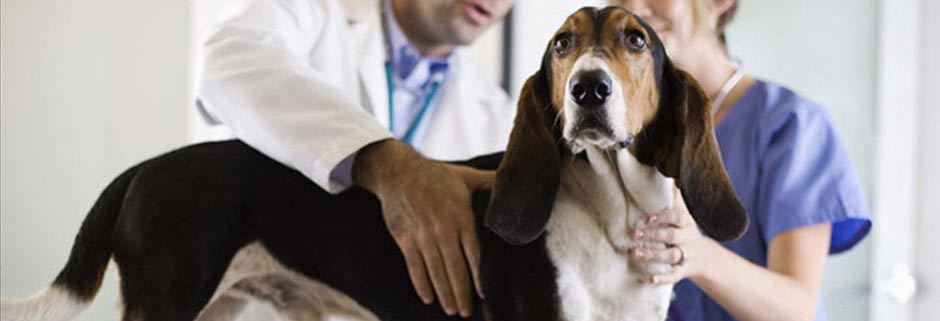 Лечение собак в ветеринарной клинике Мос-Вет 24 - Ясенево